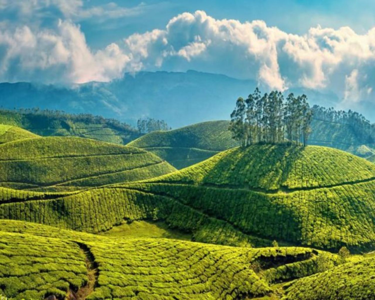 Exploreyoga-experience-munnar-kerala-4