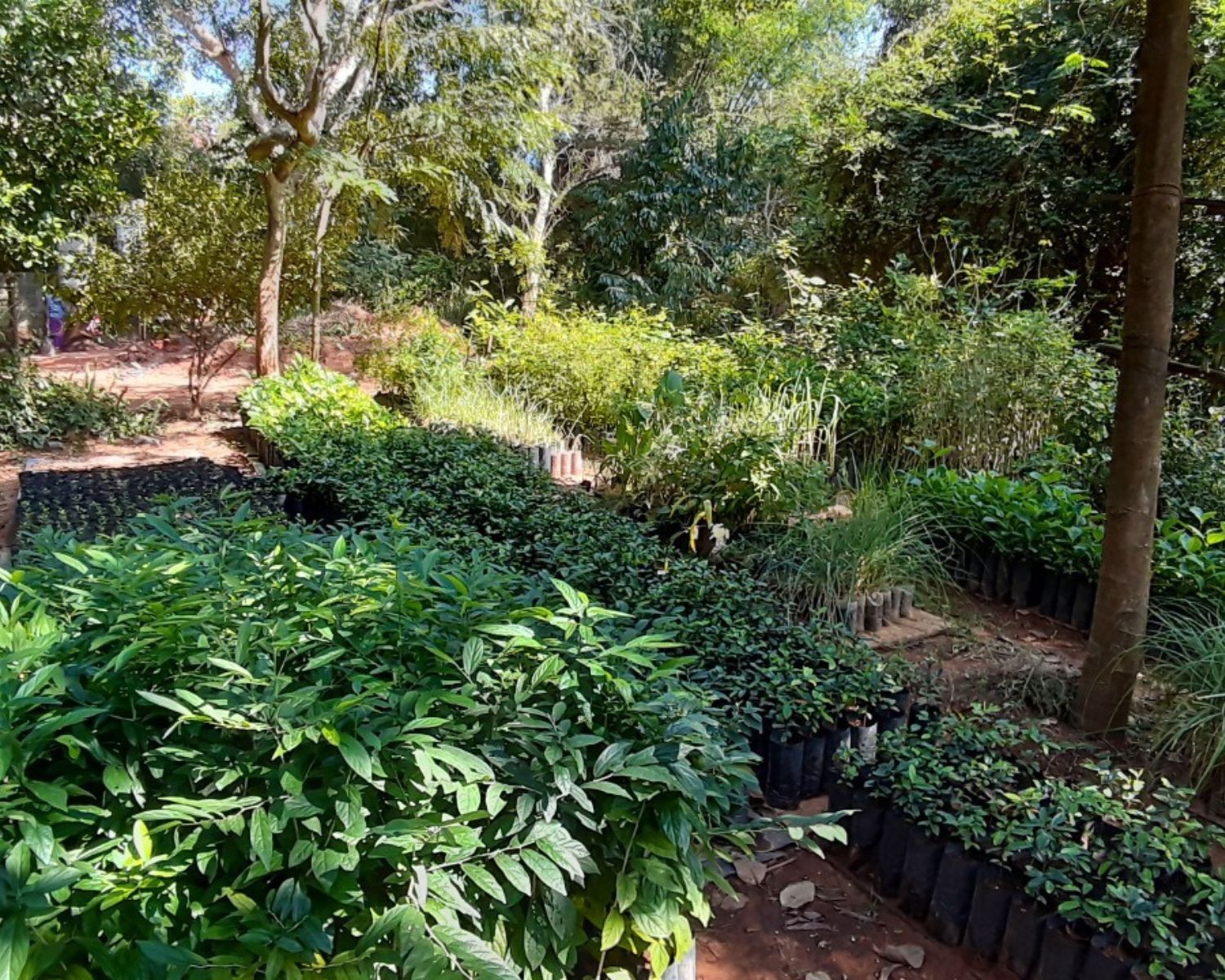 exploreyoga-experience-pichandikulamforest-pondicherry-1
