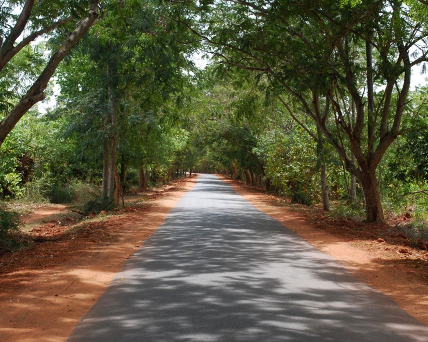 exploreyoga-experience-pichandikulamforest-pondicherry-2