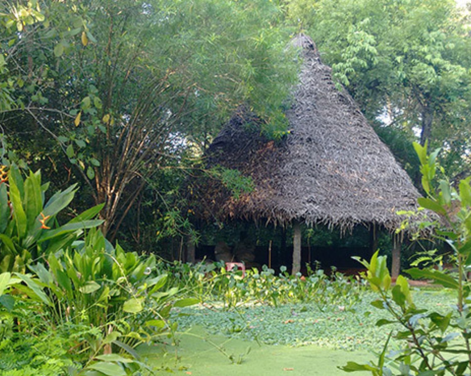 exploreyoga-experience-pichandikulamforest-pondicherry